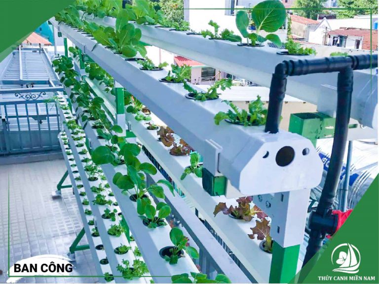 Ban công là vị trí lý tưởng nhất để thiết kế vườn rau sạch tại các chung cư và những nhà ống không có sân sau