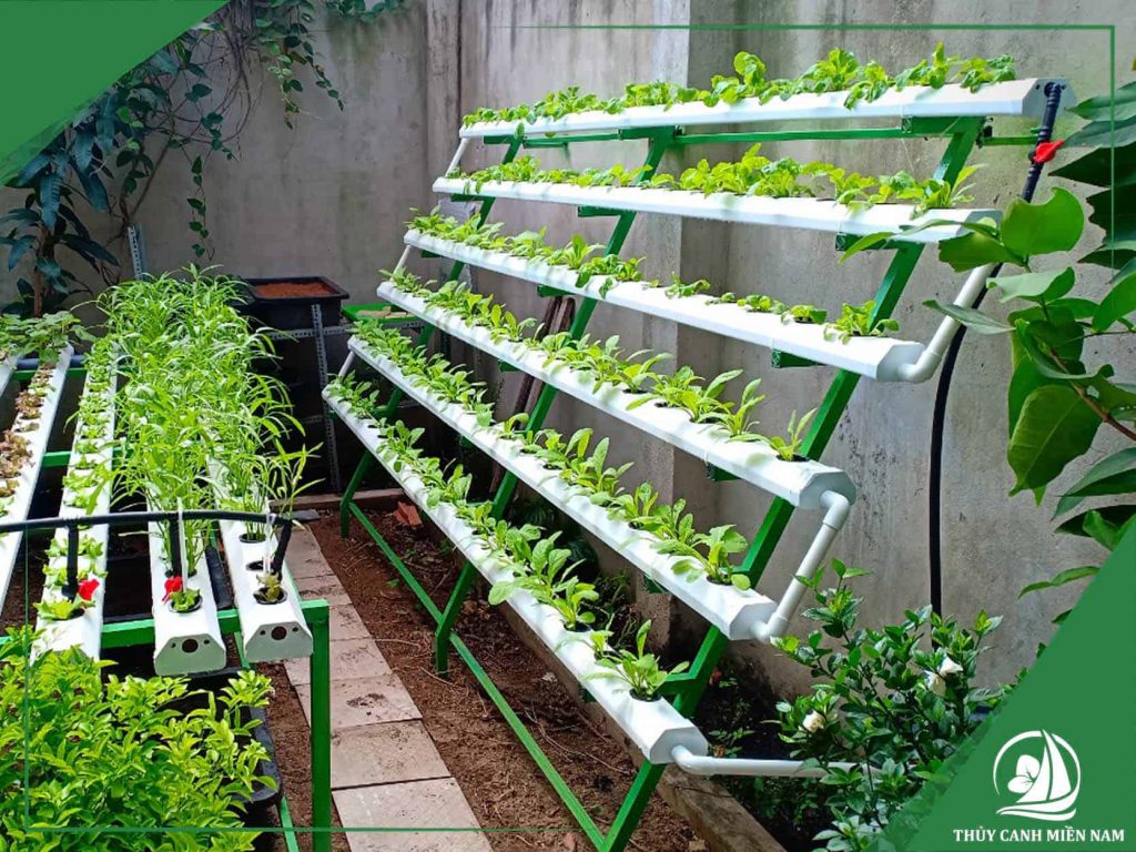 Thu cả trăm triệu mỗi tháng nhờ trồng rau sạch công nghệ cao