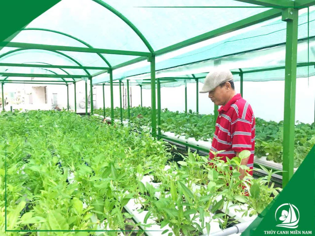 Lắp mái che giúp giảm tác động của mưa nắng và các Kỹ thuật trồng và chăm sóc rau thủy canh