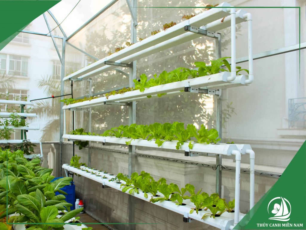 Mô hình trồng rau thủy canh tại nhà
