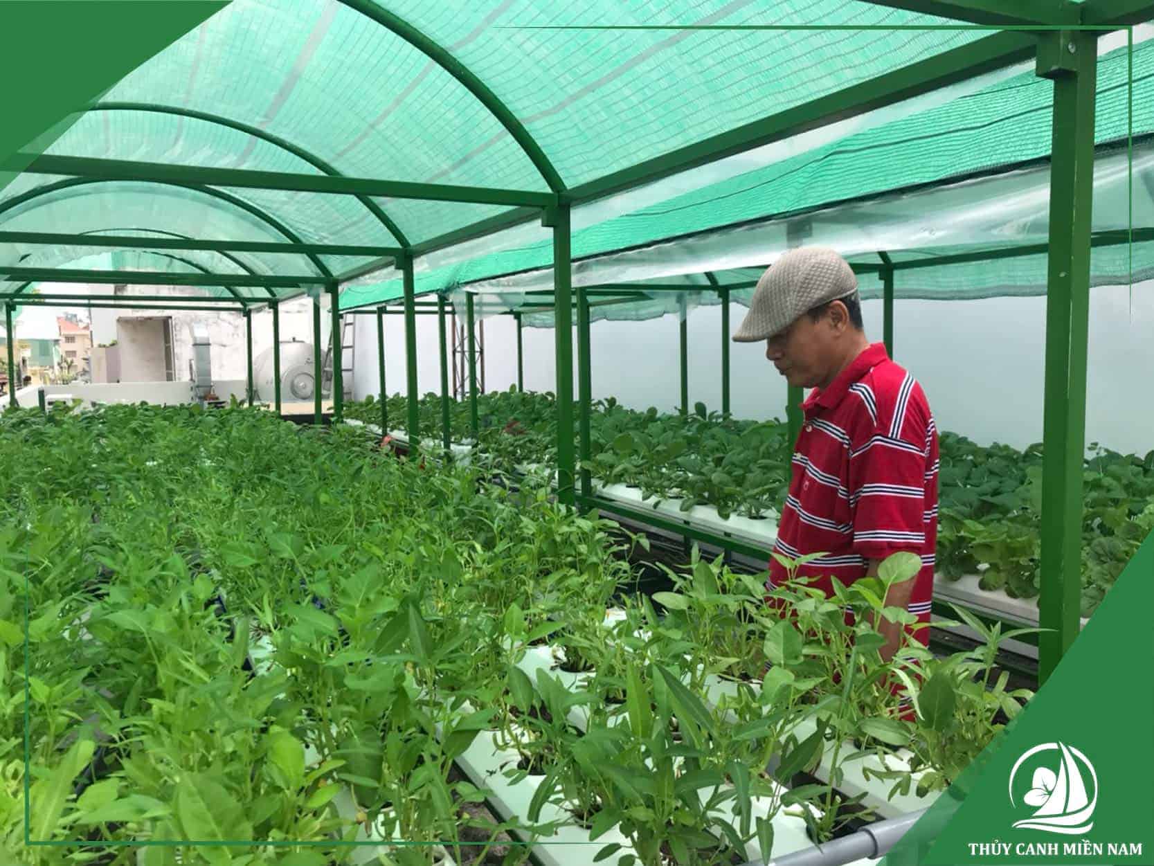 Giàn rau thủy canh trải ngang trên sân thượng