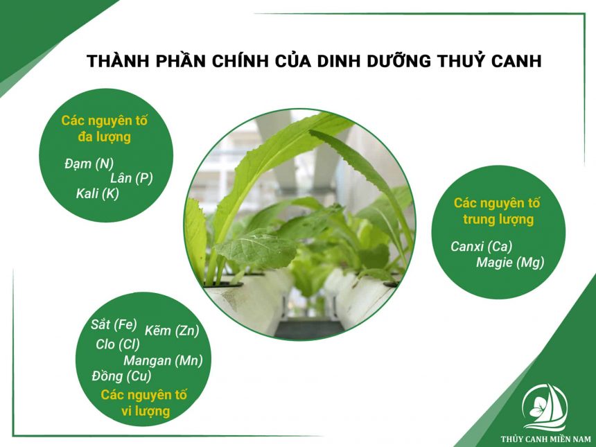 cac-thanh-phan-chinh-trong-dinh-duong-thuy-canh