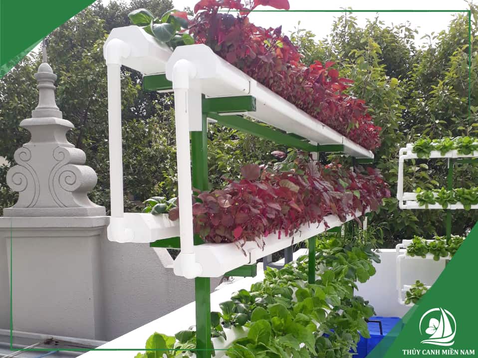 Vườn rau sân thượng nhà phố quy mô nhỏ tại Quận 1