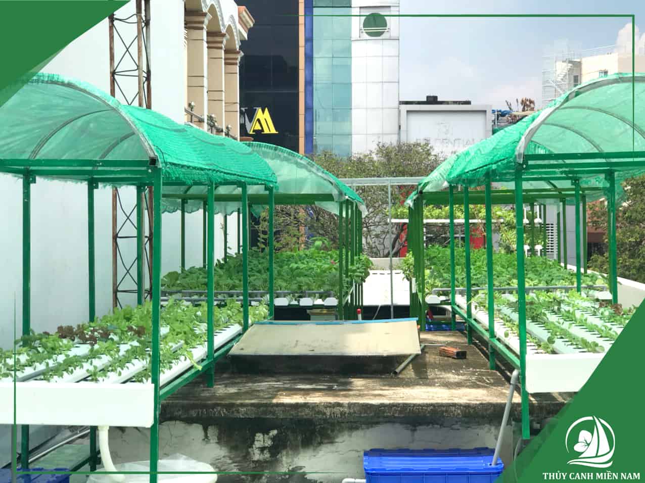 Vườn rau sân thượng nhà phố tại Quận 4