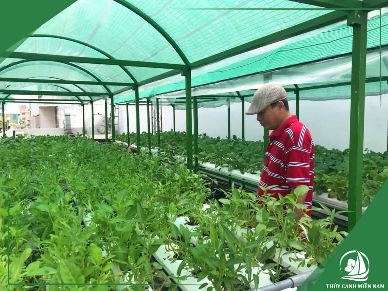 Thi công vườn rau sân thượng nhà anh Cường tại Quận 4