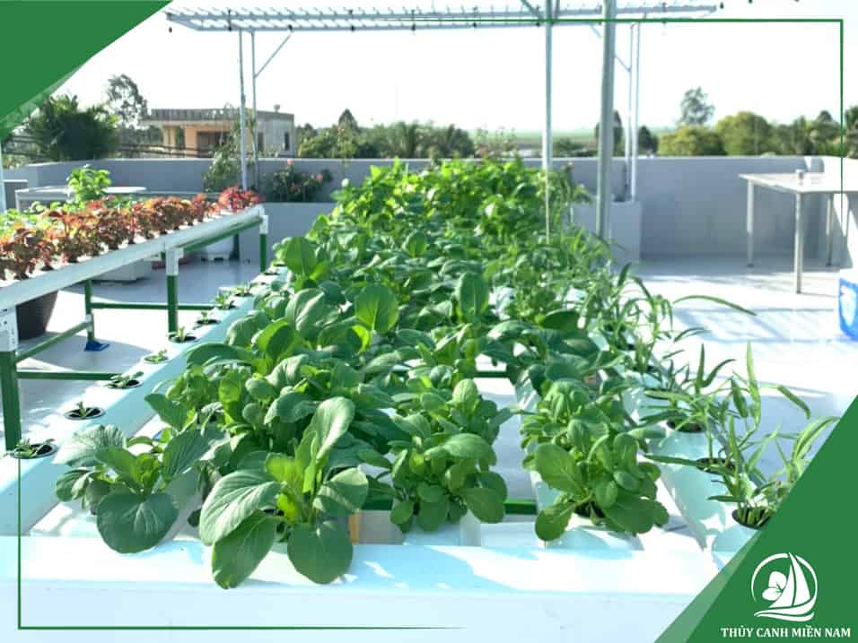 Giàn trồng rau sân thượng nhà phố tại Kiên Giang