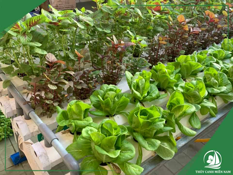 Danh mục cây trồng cho vườn rau sân thượng nhỏ gọn