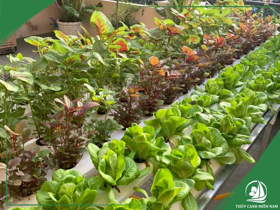 Vật tư thi công vườn rau sân thượng nhà cô Mai