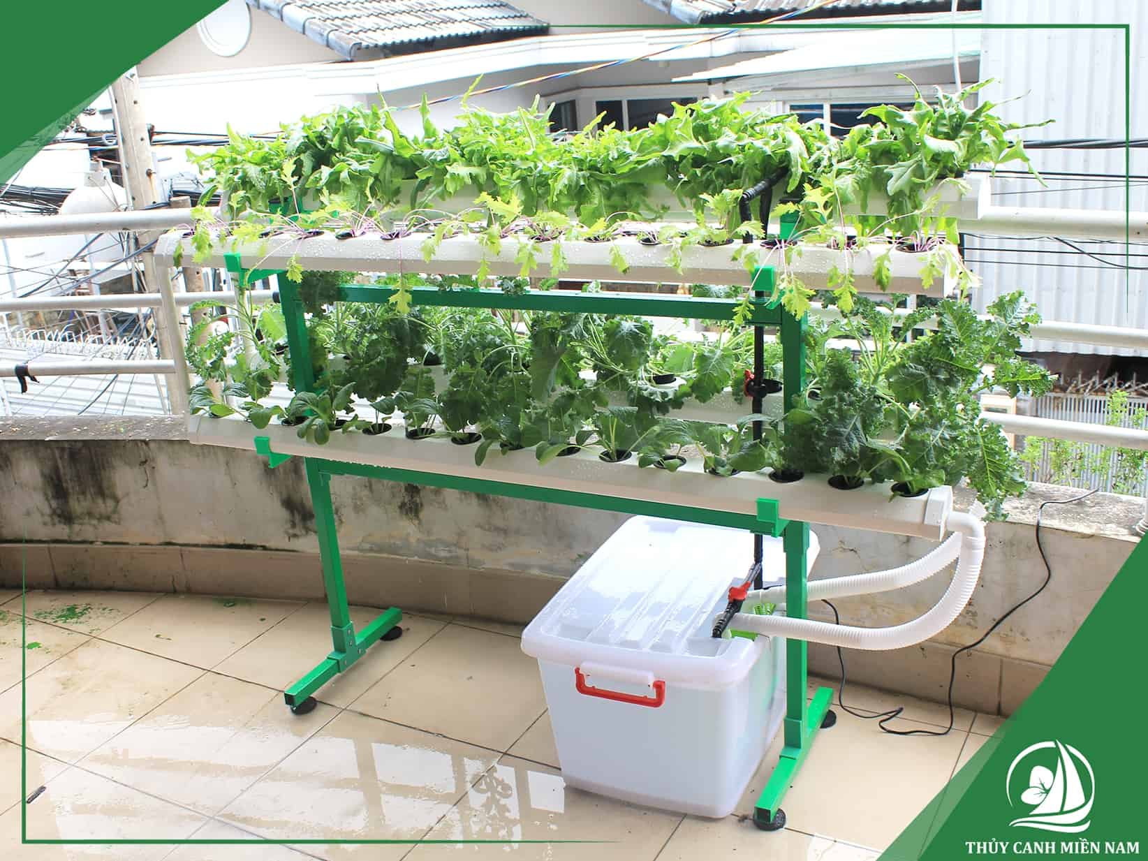 Lựa chọn cây trồng phù hợp với hướng nắng ban công với giàn đứng