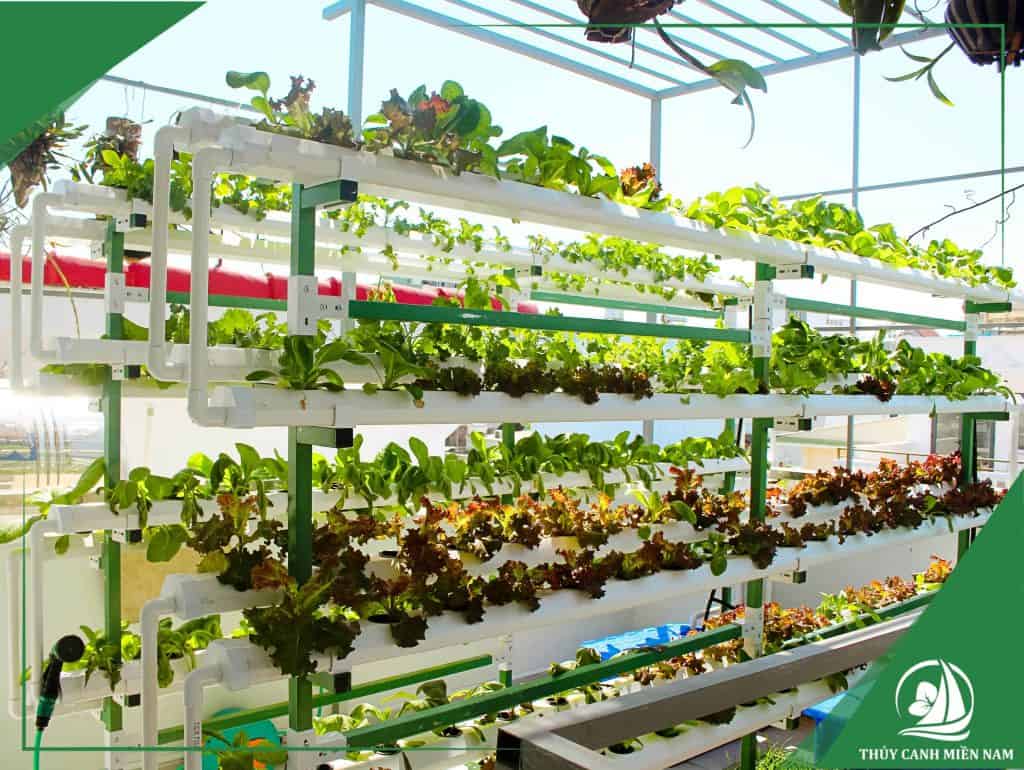 Giàn thủy canh sole áp tường tiết kiệm diện tích