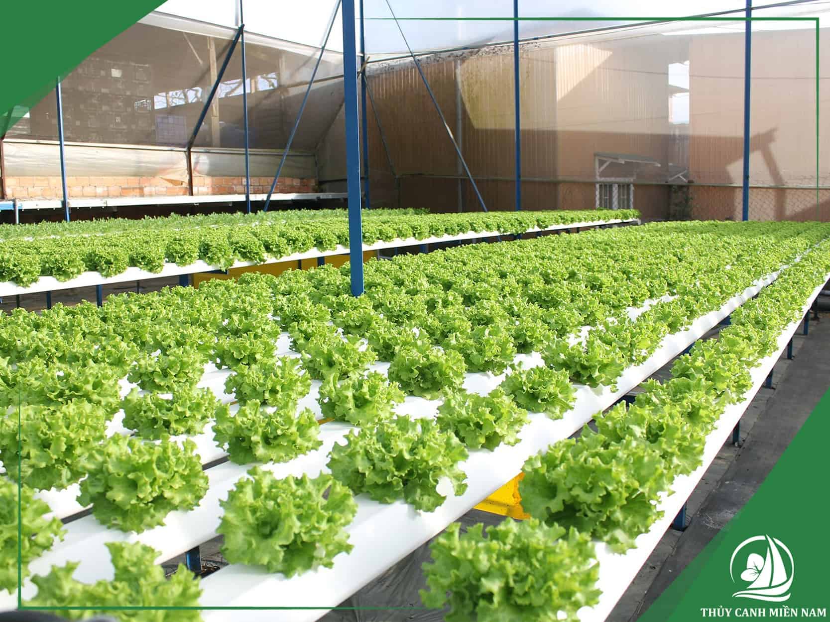 Thiết kế thi công farm sản xuất tại Đà Lạt cho anh Dũng