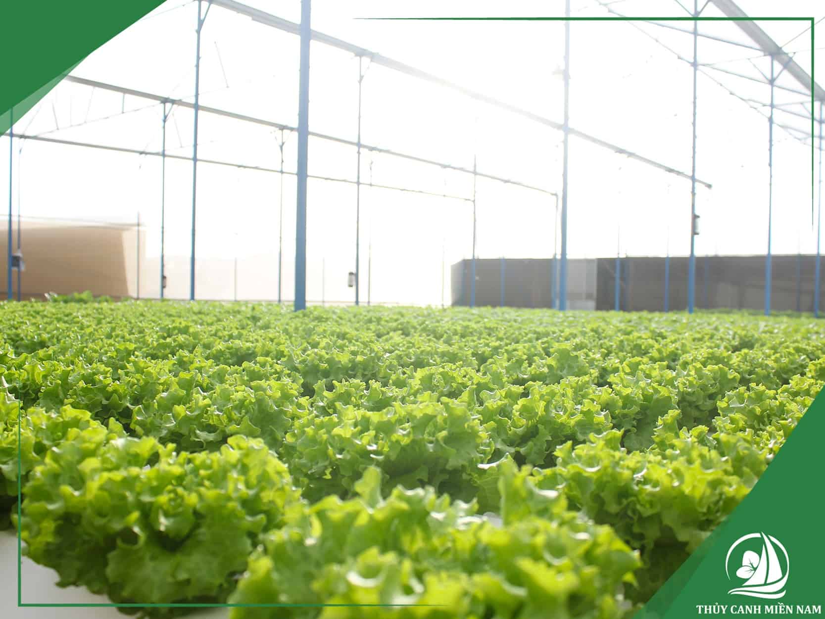 Hiệu quả sử dụng farm sản xuất sau khi hoàn thiện