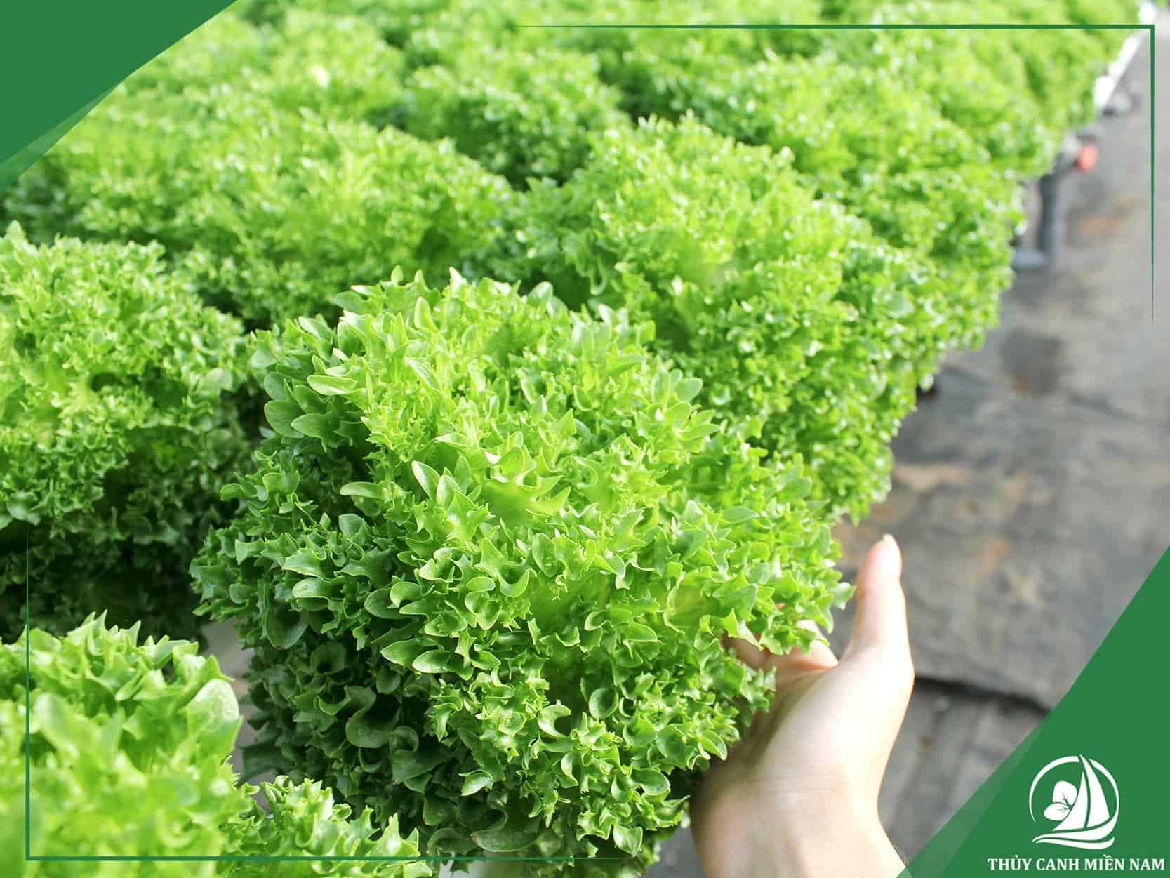 Chi phí đầu tư hệ thống farm sản xuất nông nghiệp công nghệ cao