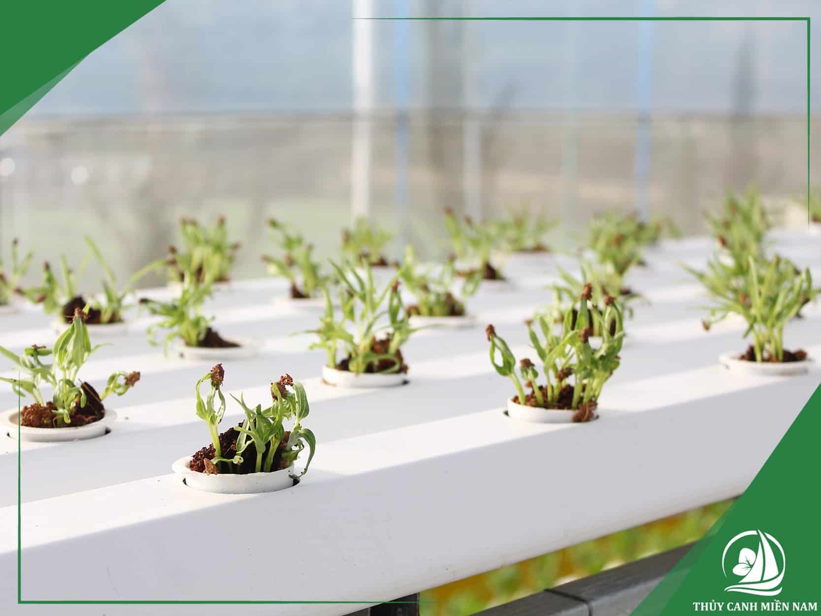 Farm sản xuất nông nghiệp công nghệ cao tại Đà Lạt