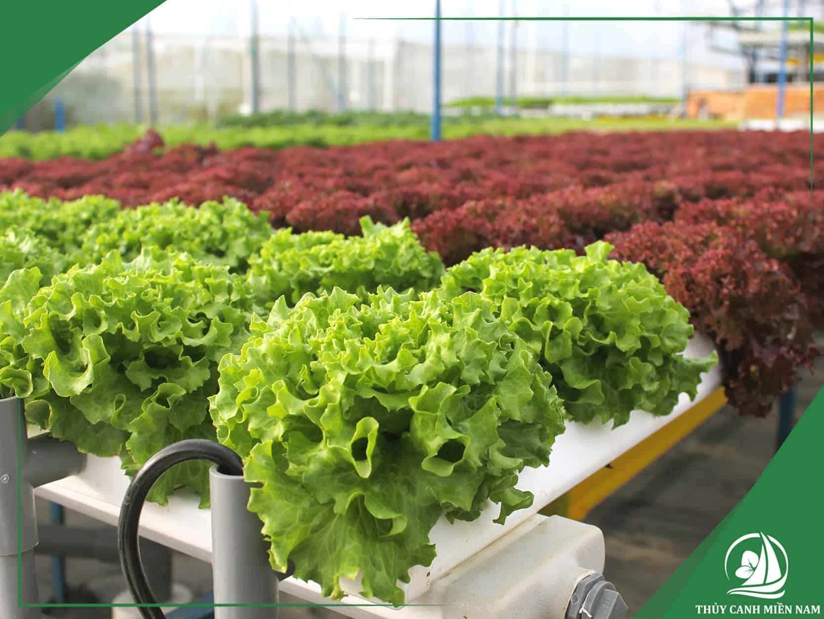 Phương án thiết kế farm sản xuất tại Đà Lạt