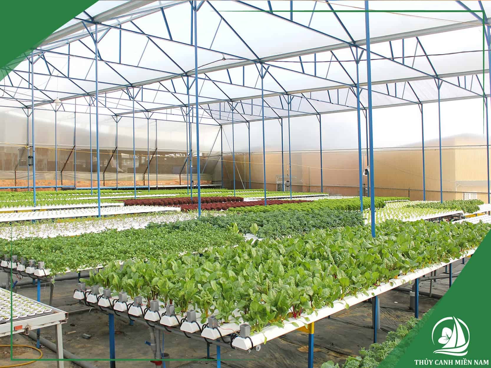 Danh mục cây trồng trong farm sản xuất tại Đà Lạt