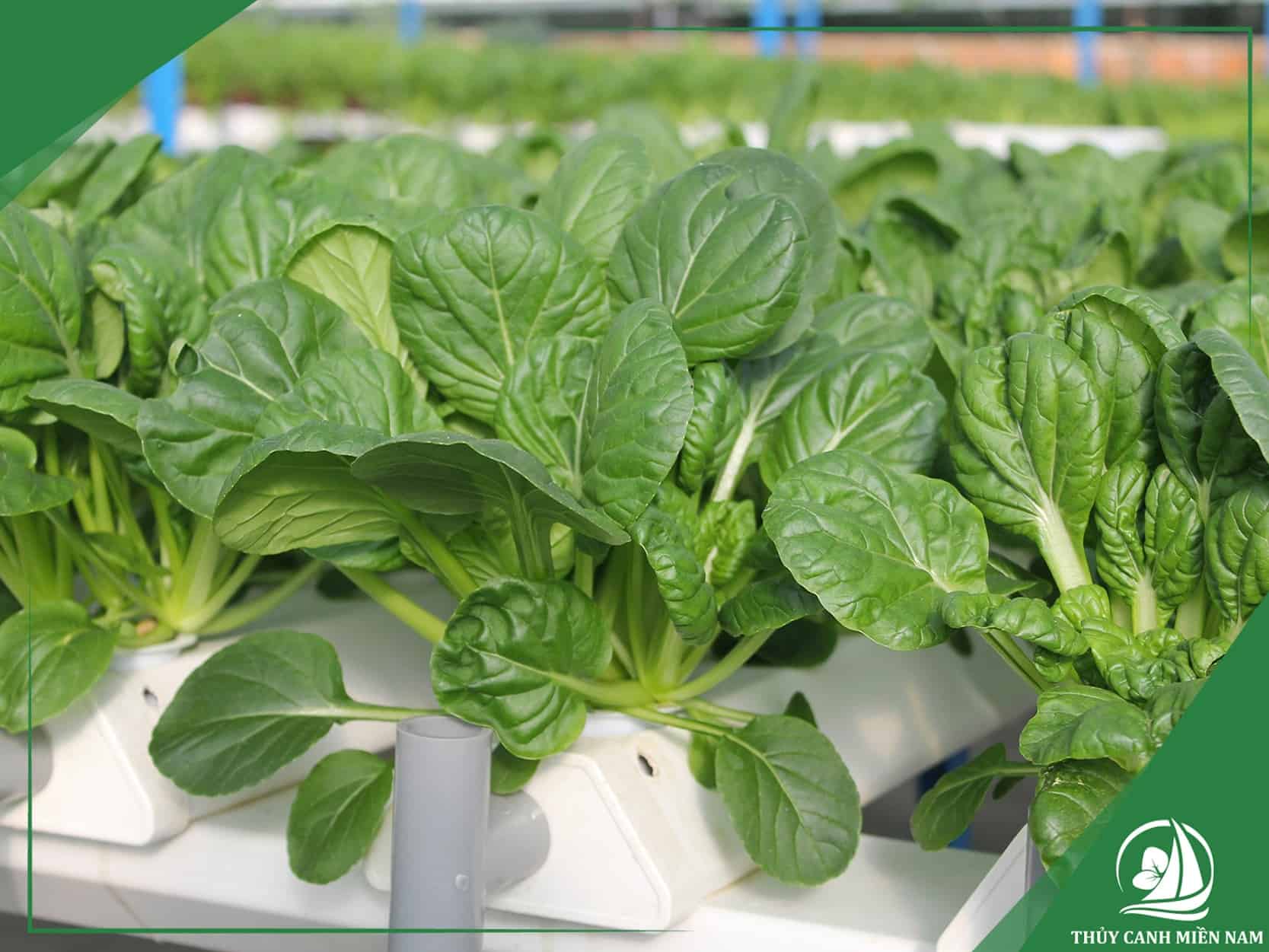 Tổng thể farm sản xuất sau khi hoàn thành tại Đà Lạt