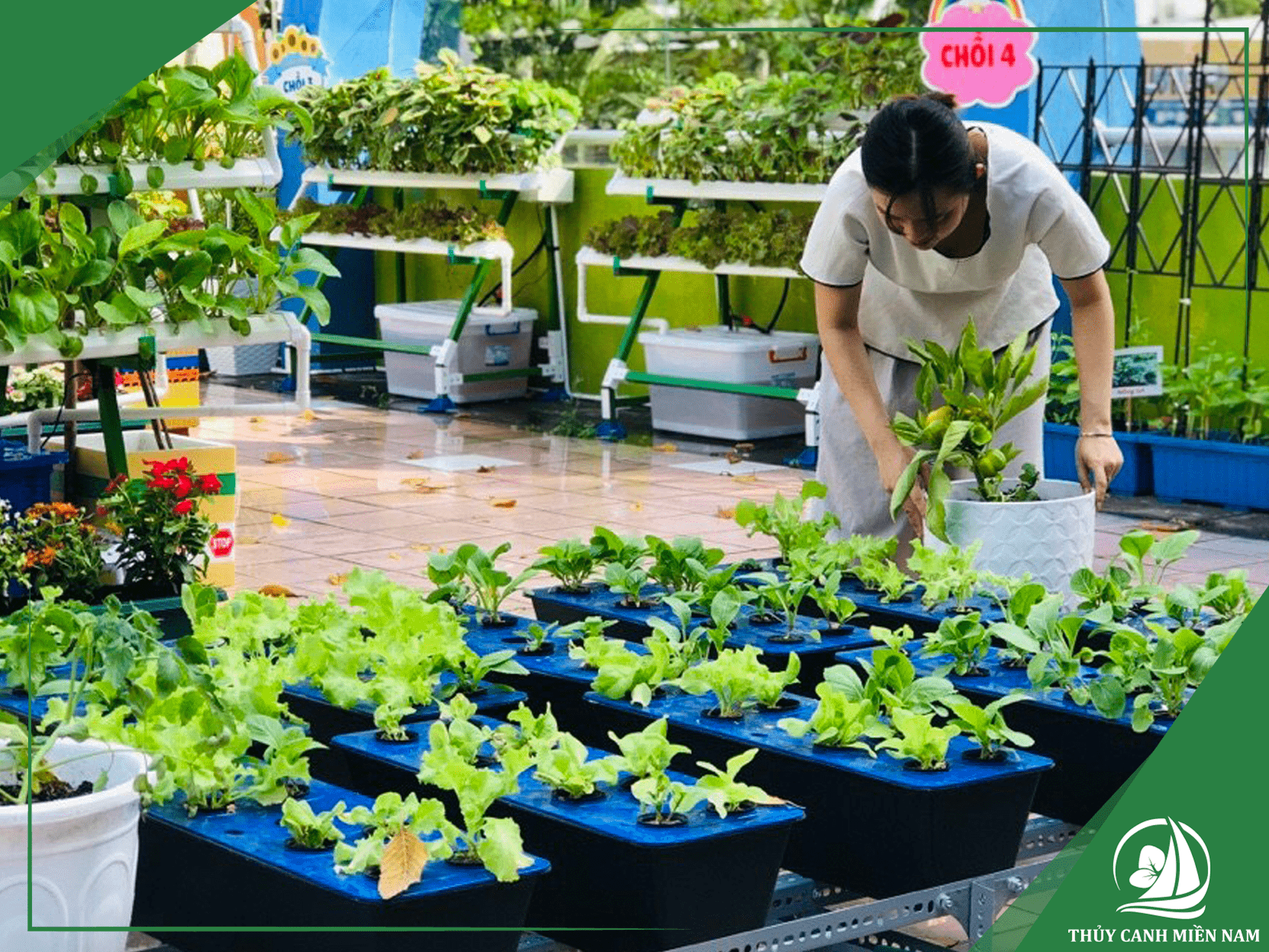 Thi công vườn rau trường học với khu trồng rau sạch cho trẻ em