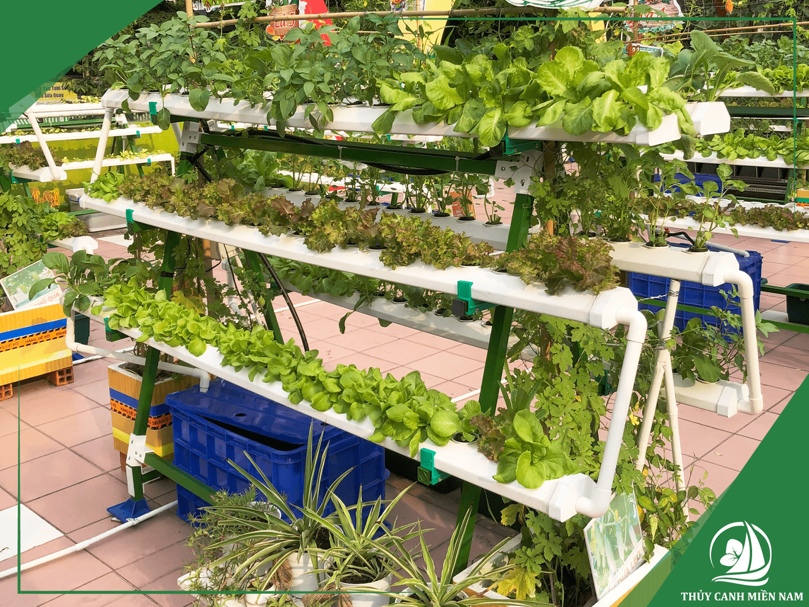 AgriNext thiết kế thi công vườn rau thực nghiệm trường học