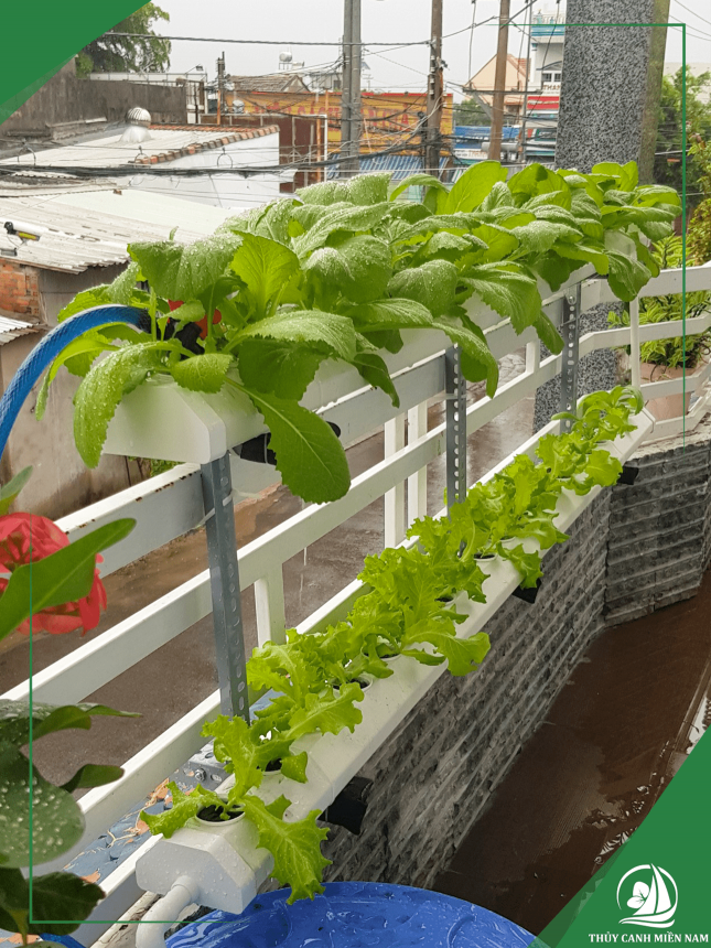 Mẫu thiết kế vườn rau với bộ giàn Balcony