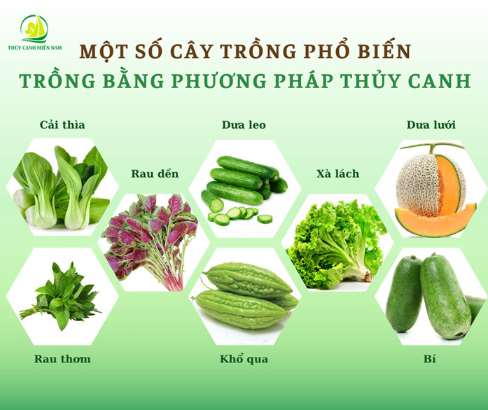 cac-loai-rau-cu-pho-bien
