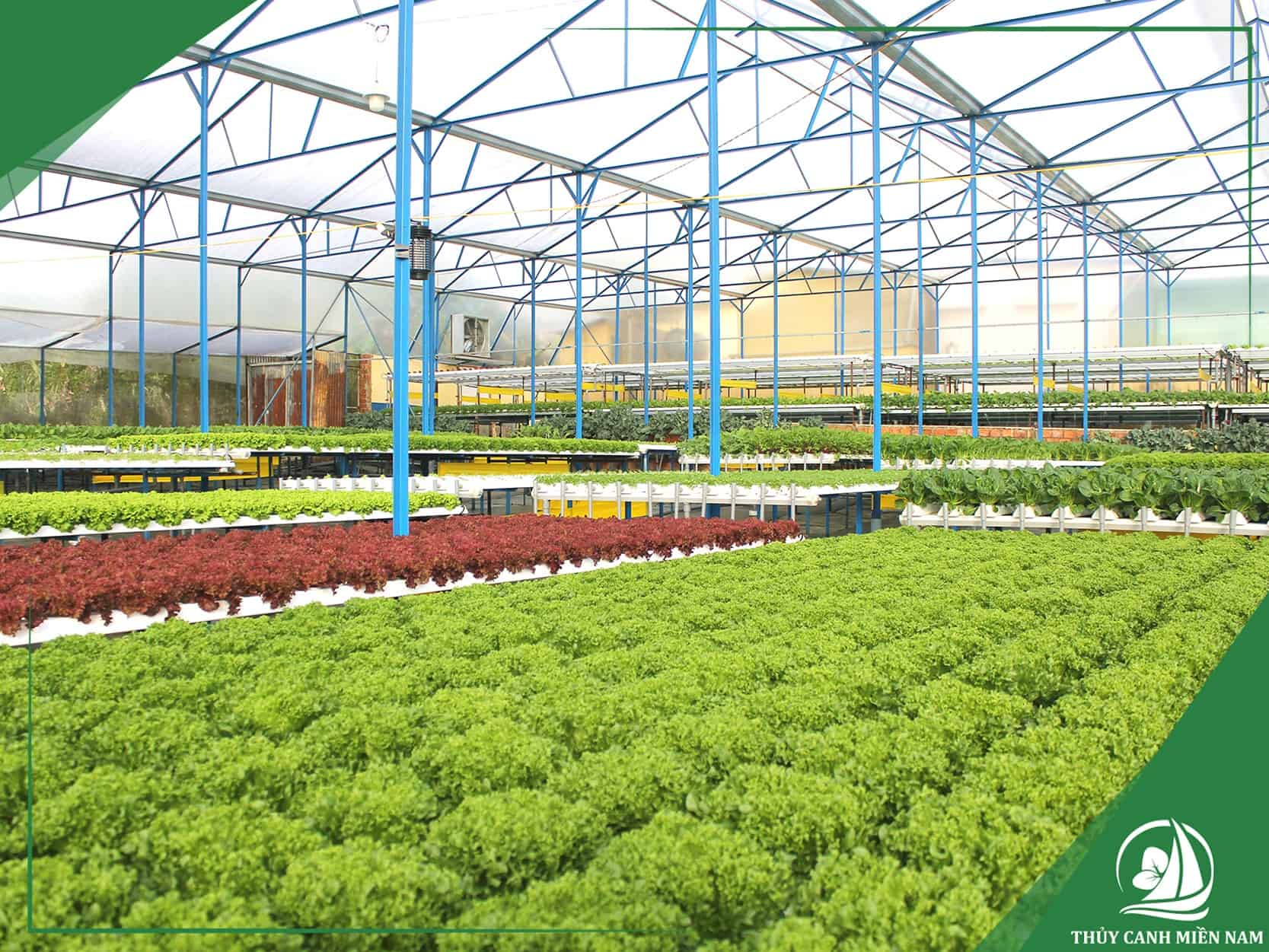 AgriNext thiết kế thi công farm sản xuất tại Đà Lạt