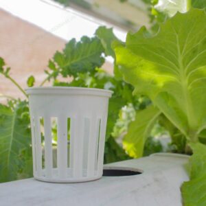 Rọ Nhựa Thuỷ Canh 55mm Loại Không Vành