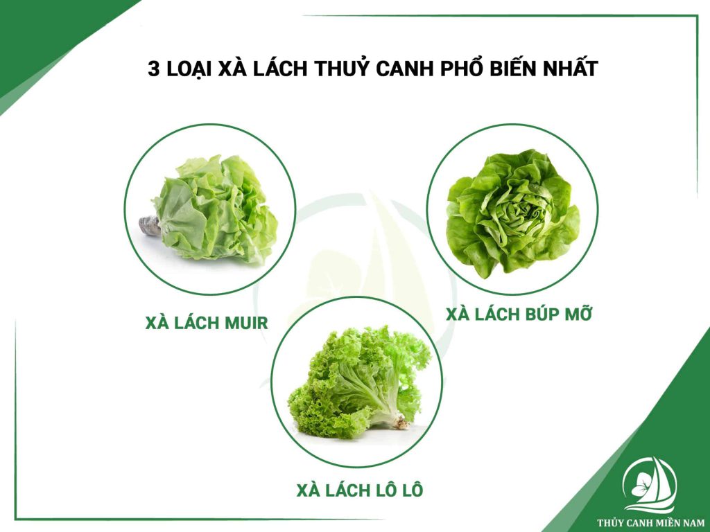 Các loại rau thủy canh, như ra xà lách thủy canh phổ biến nhất hiện nay