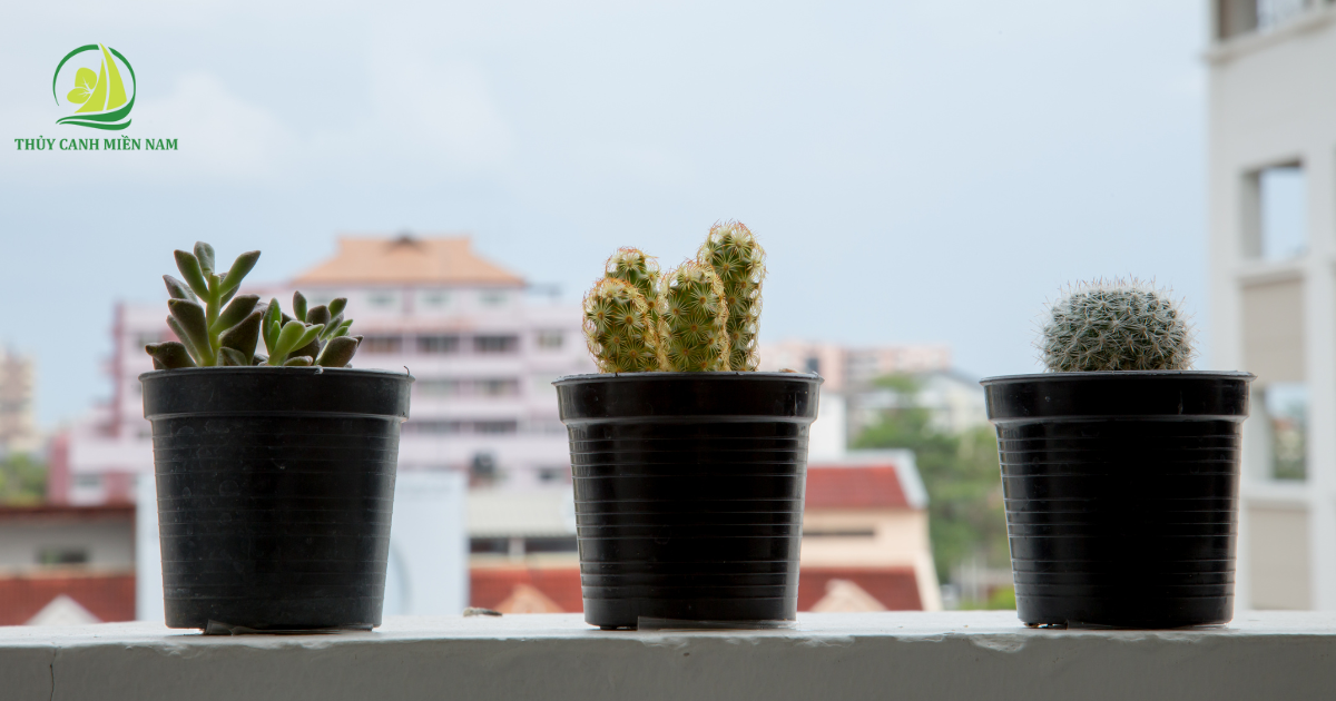 Cây xương rồng trồng trên ban công