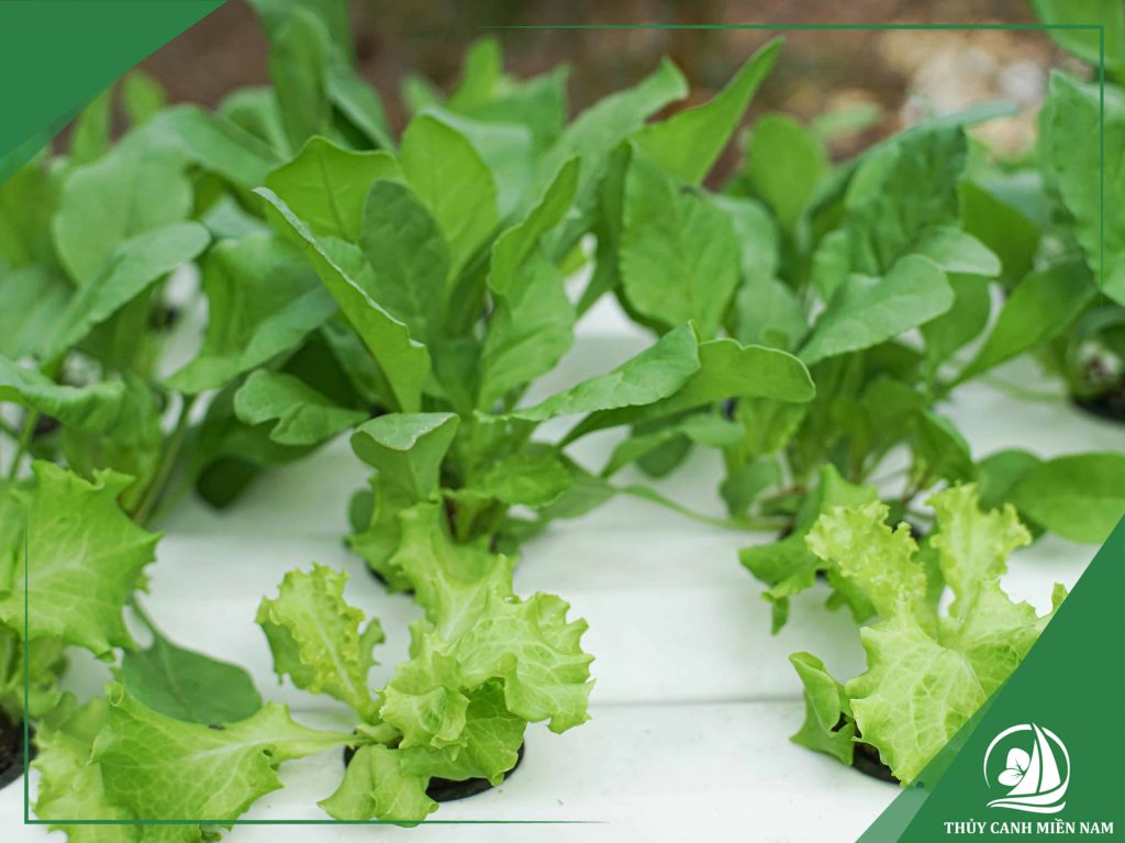 Giá thể trồng rau thủy canh giúp cố định rễ cây thay cho đất