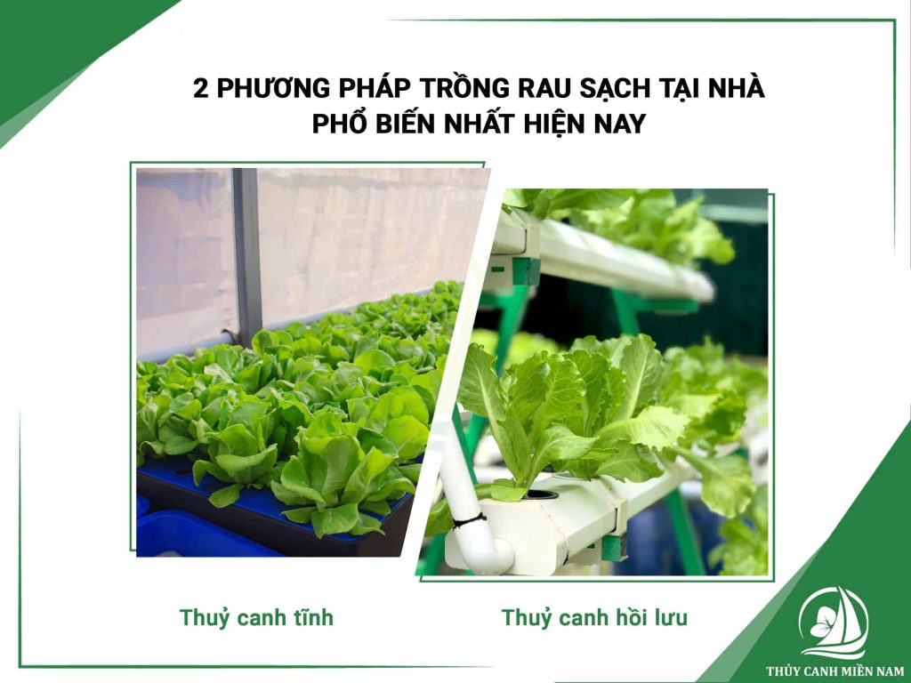 Hai phương pháp trồng rau sạch tại nhà phổ biến nhất hiện nay