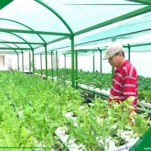 Dịch Vụ Di Dời Giàn Thuỷ Canh