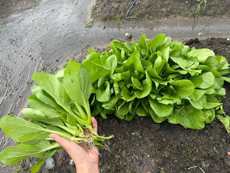 Đất hữu cơ - Ảnh 3