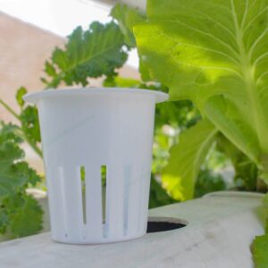 Rọ Nhựa 55 Cho Máng Thuỷ Canh Lục Giác Chuyên Dụng