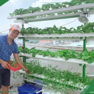 Dịch Vụ Tư Vấn Kỹ Thuật Trồng Thuỷ Canh