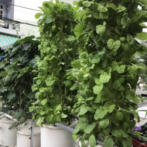 Trồng rau sạch với trụ đứng thủy canh