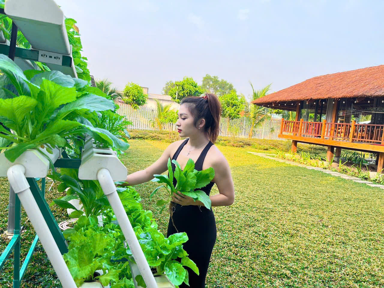 Mô hình thuỷ canh